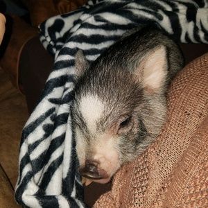 Meet your Posher, Gina